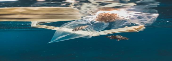 Pollution Increases Plastic Concentrations in Marine Organisms