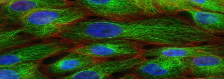 Mutant Genes Could Encourage Genetic Transfer Through Taxonomic Kingdoms