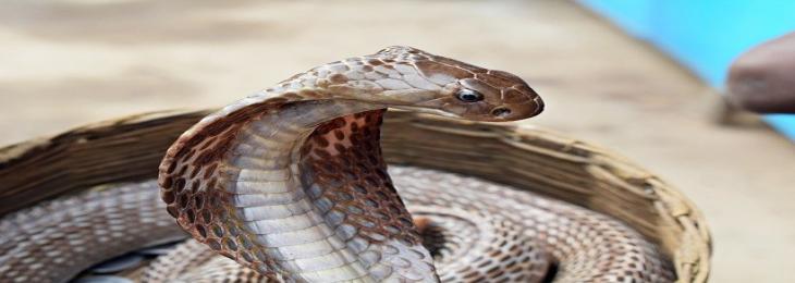 Super Glue Formed by Snake Venom Plugs Bleeding instantly