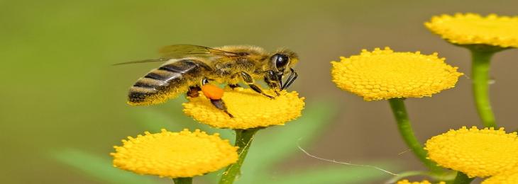 The Decline of Pollinator Species Threatens the Ecosystem