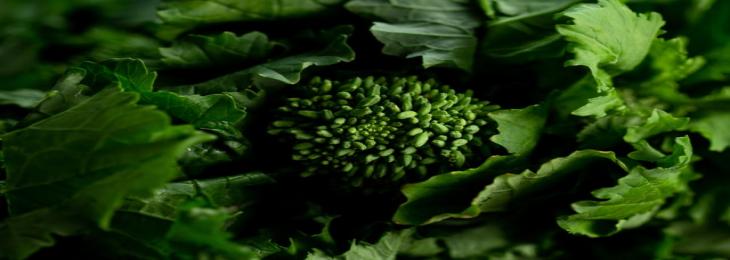 Benefits And Nutritional Value Of Consuming Broccoli Rabe