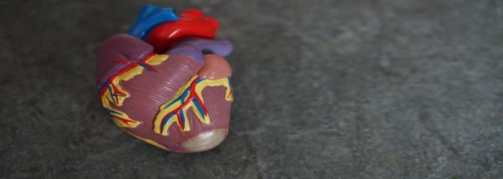 Novel Mini Heart Pump May Accelerate Cures For Heart Diseases