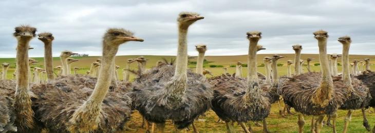Emu Emmanuel, Known For Using TikTok, Has Avian Flu