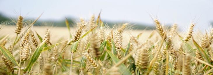  Indian Agriculture Minister Gets Criticized For Ignoring The Impact Of High Temperatures On Wheat Crop